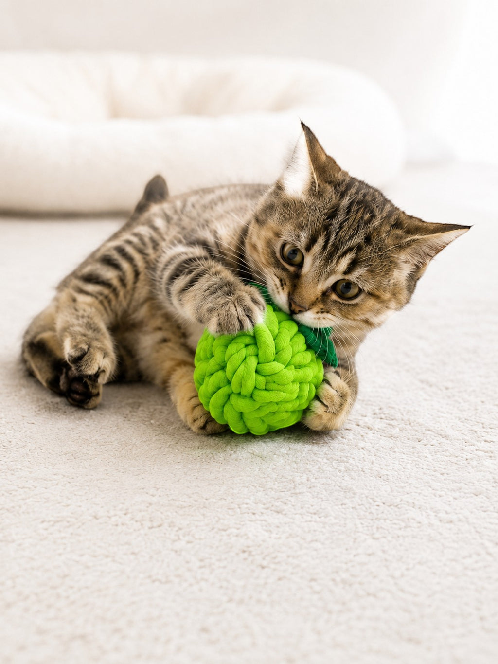 Tap2Own green woven rope fruit cat toy being played with by a tabby kitten.