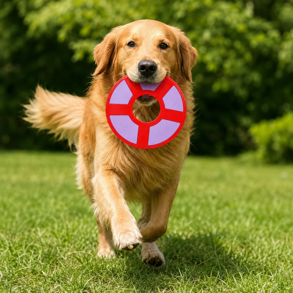 Tap2Own red and purple rubber flying ring dog toy held by a golden retriever running on grass